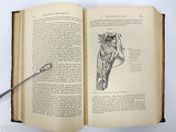 Antique 1879 Anatomy Dissection Medical Book by Ellis, 249 Anatomy Illustrations