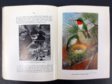 Antique 1911 Wild Birds Book Chester Albert Reed Ornithologist 200 Illustrations