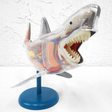 Anatomic Shark Fish Model 10" Long, Realistic Transparent See Through Internal Organs, On Stand, Becker & Mayer