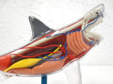 Anatomic Shark Fish Model 10" Long, Realistic Transparent See Through Internal Organs, On Stand, Becker & Mayer