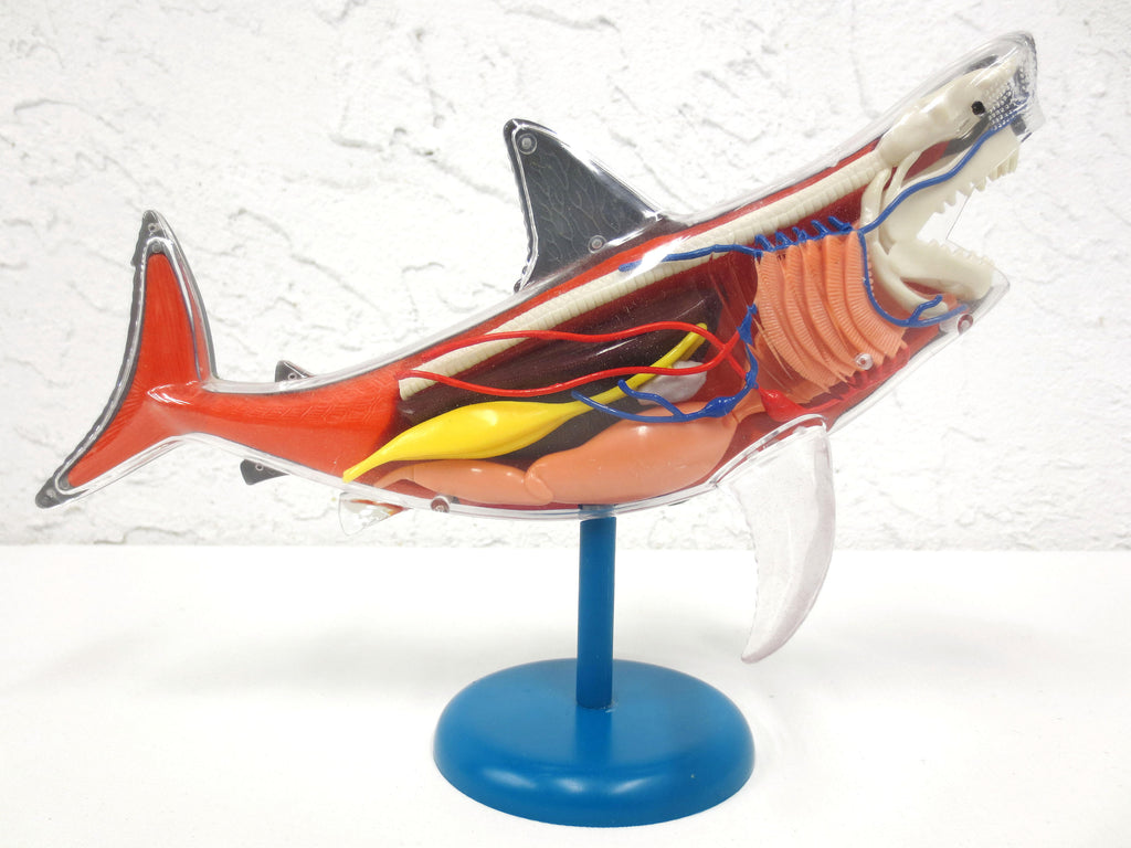 Anatomic Shark Fish Model 10" Long, Realistic Transparent See Through Internal Organs, On Stand, Becker & Mayer